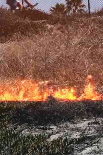 Hi or Coughing Poster