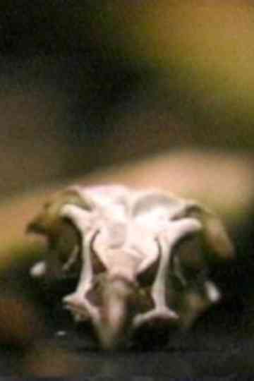 SiteRecite a prologue Poster