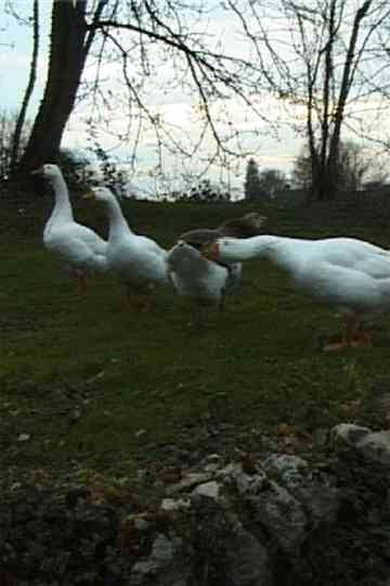 Le Jeu de loie du Professeur Poilibus Poster