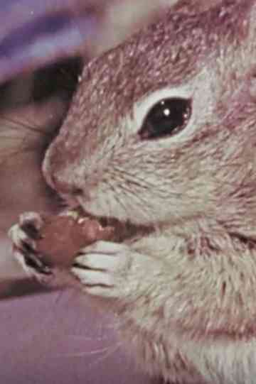 Squeak the Squirrel Poster