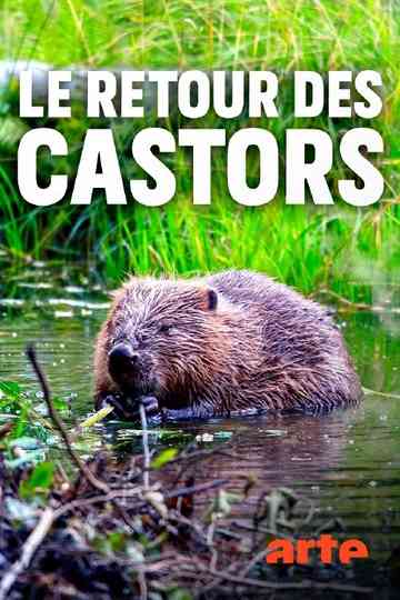 Die Rückkehr der Biber Wilde Baumeister Poster