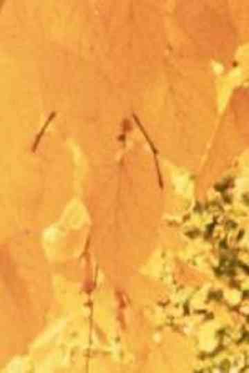 Gelbe Blätter Poster