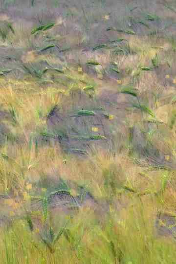 Blés Agenvillers Poster