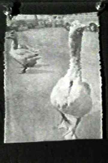 The Meaning of Various News Photos to Ed Henderson Poster