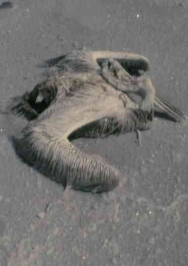 Utah Sequences Poster