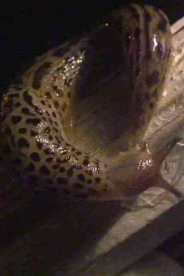 YSBRYD (spirit) Poster