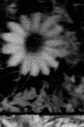 Petals and Feathers Poster