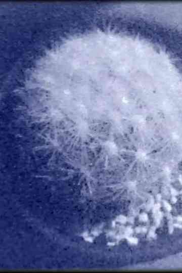 Kites at the Kamogawa (for Jonas Mekas) Poster