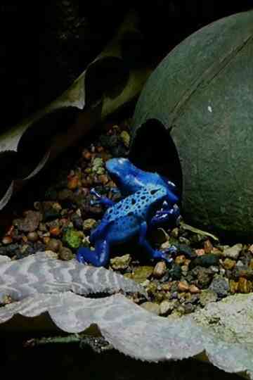 Prelude of the Moving Zoo Poster