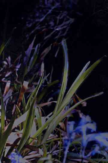 The Last Were Buried Here Poster