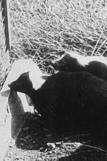 A Long Island Skunk Farm Poster