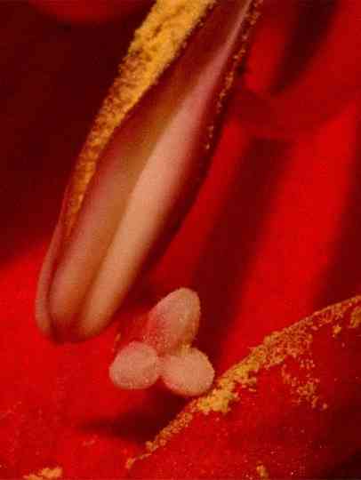 A Floral Tribute for Essex Road Poster