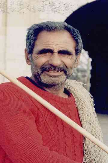 Columba urbica Poster