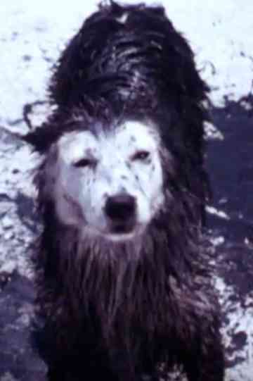 Harry the Dirty Dog Poster