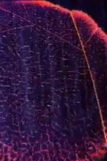 Micro Cosmos 1-4 Poster