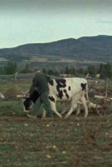 Les boeufs de labour Poster