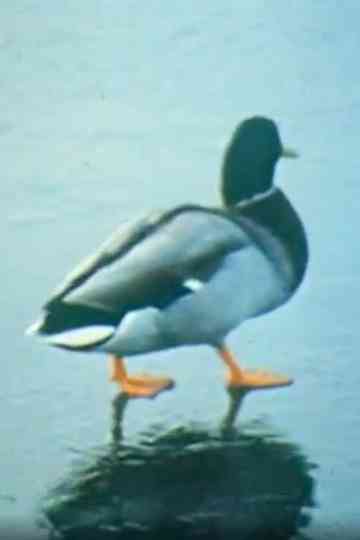 L'alphabet des Animaux Poster