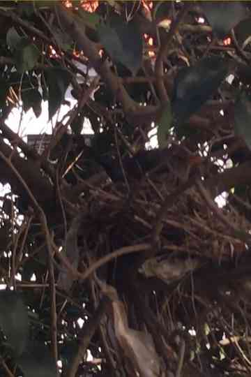 Turdus merula Linnaeus, 1758 Poster