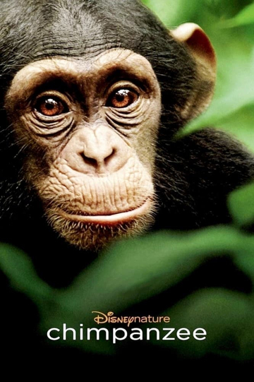 Chimpanzee Poster