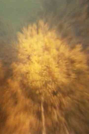 Über den Flammenbaum Poster