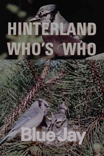 Hinterland Who's Who: Blue Jay Poster