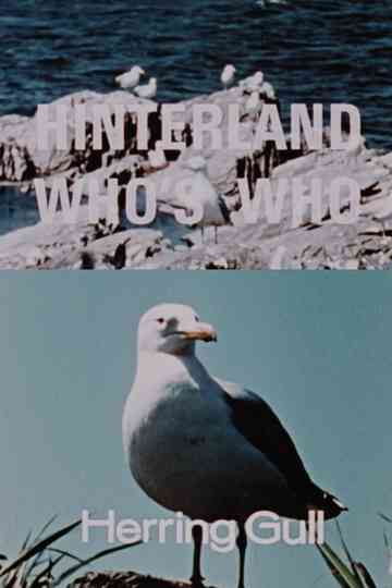 Hinterland Who's Who: Herring Gull Poster