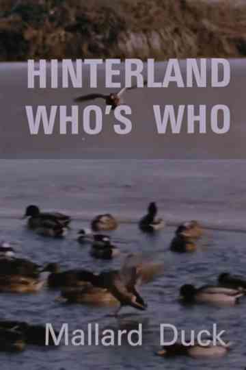 Hinterland Who's Who: Mallard Duck Poster