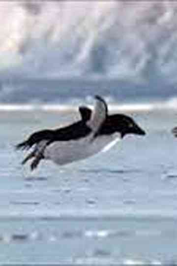 Miracles of Evolution Poster