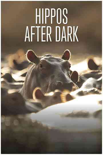 Hippos after Dark Poster