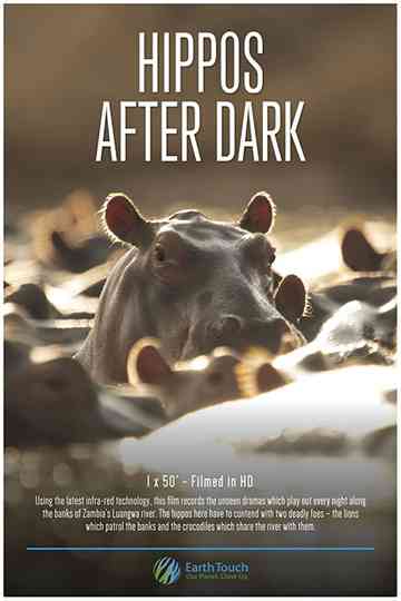 Hippos after Dark Poster
