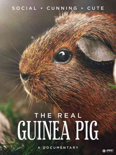 The Real Guinea Pig Poster