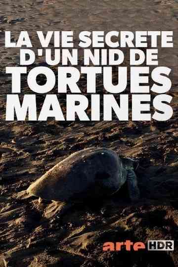 Turtle Beach
