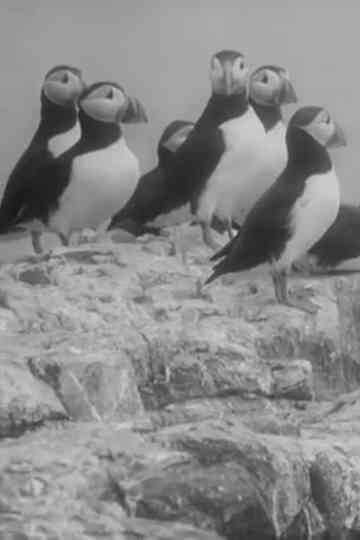 Nursery Island Poster