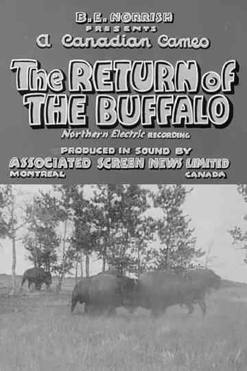 Return of the Buffalo