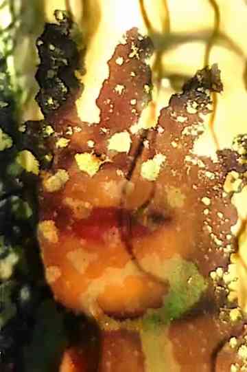 King of Sanwi Poster