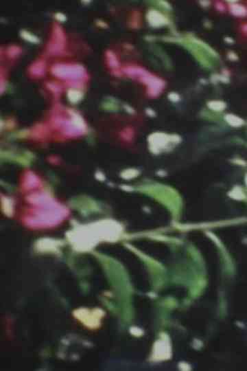 Diaspora Ethiopia Poster