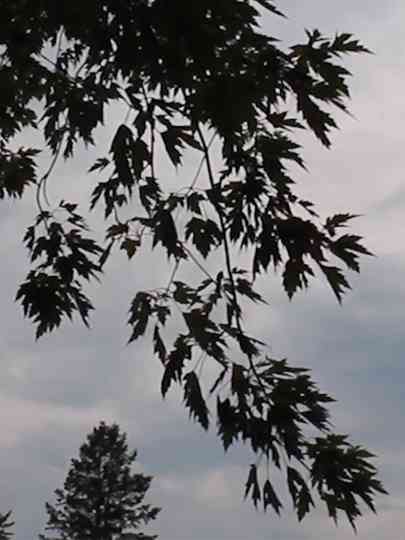 Natural Intoxication Poster