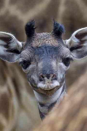 The Last Giraffe