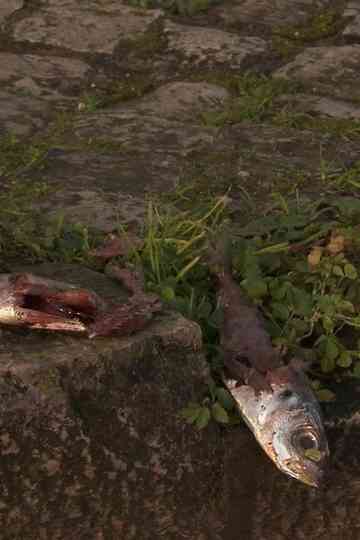 There's a Cat Here Poster