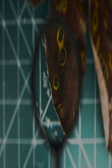 Cecrópia com Cercóspora