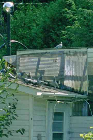 Peacock's Monologues Poster