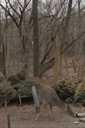 When I Dont Know What to Do I Go Looking for Birds Poster