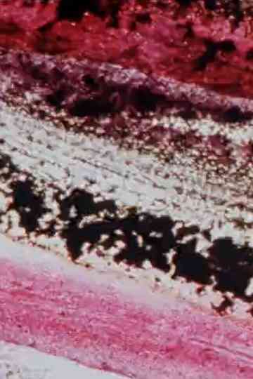 Retour d'enfance Poster