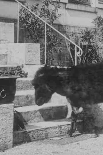 The Domestic Donkey poster