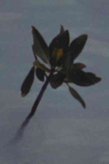 Mangrove Ring Poster