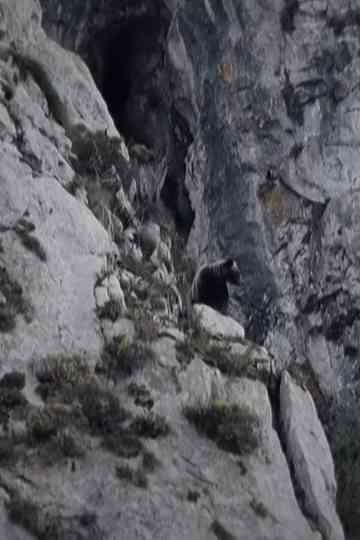 Oso Wild Visions from Asturias Poster