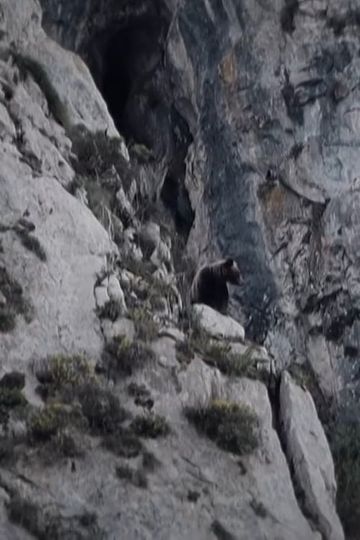 Oso Wild Visions from Asturias