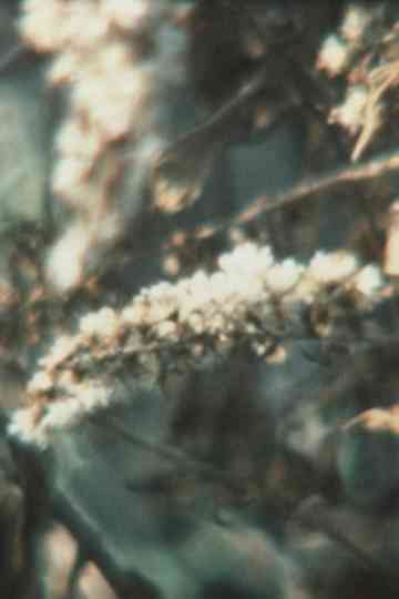 Super 8 Diary - 1994 Poster