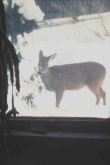 Super 8 Diary  2000 Poster