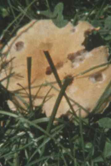 Super 8 Diary  2009 Poster